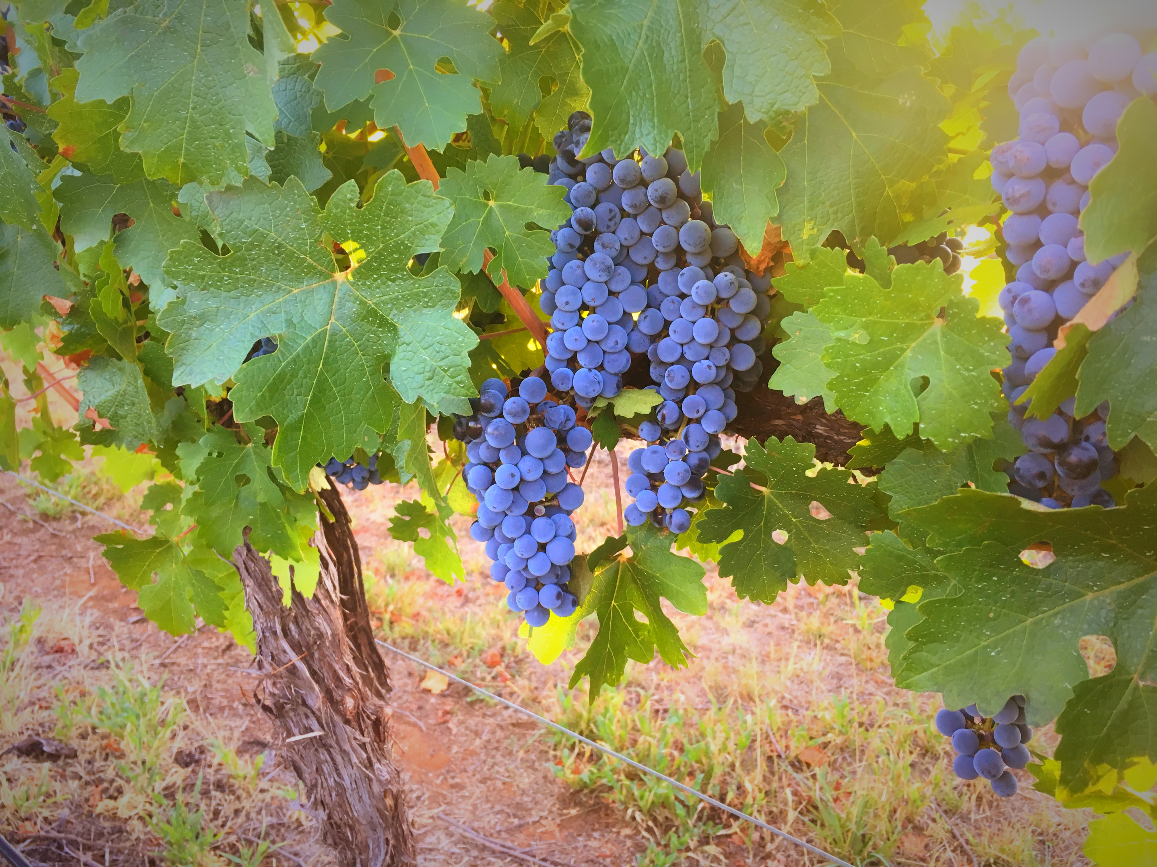 Grapes in the vineyard 